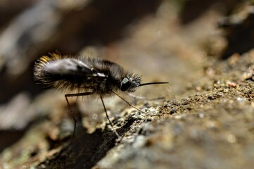 close up of a fruit fly