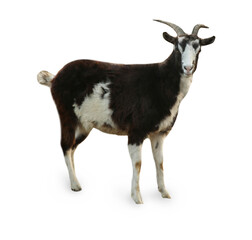 Beautiful goat isolated on white. Farm animal