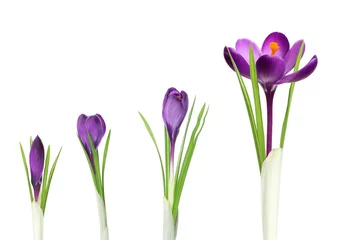 Fotobehang Beautiful spring crocus flowers on white background. Stages of growth © New Africa