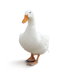 Domestic duck isolated on white. Farm animal
