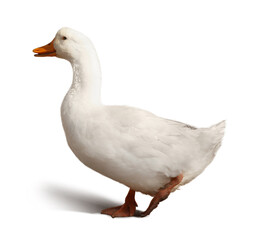 Obraz premium Domestic duck isolated on white. Farm animal