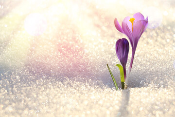 Beautiful spring crocus flowers growing through snow outdoors on sunny day, space for text