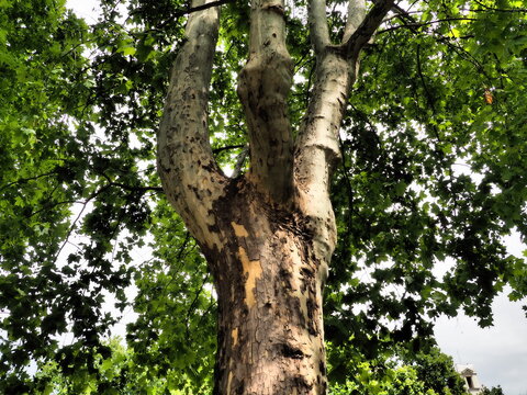 old sycamore plane tree in a park in Budapest in summer in dramatic tone