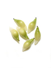 Seed from myrmecochory blue anemone Hepatica nobilis with elaisomes on white background