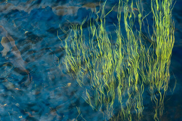 Fototapeta na wymiar Algae in the water