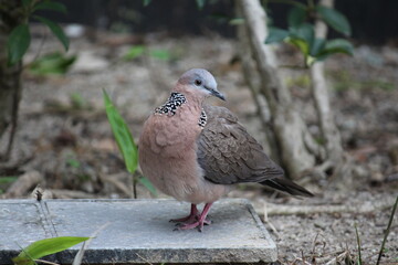 Spotted dove in the city garden, Hong Kong 