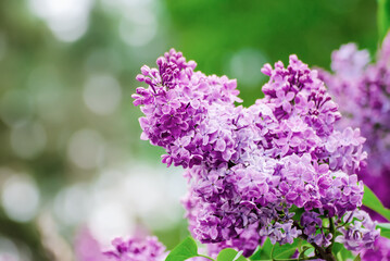 Spring lilac flowers