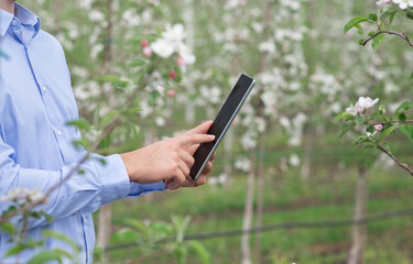 Modern technology and spring nature, owner or gardener works in fruit farm