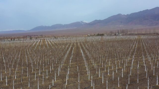 Paulownia garden in springtime. Paulownia is grown in a field near the mountain.
