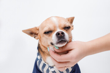 Portraite of cute puppy chihuahua on white background. Woman stroking little smiling dog.