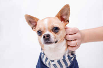 Portraite of cute puppy chihuahua on white background. Woman stroking little smiling dog.