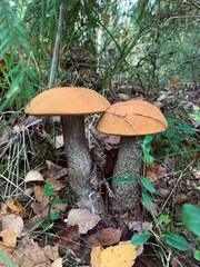 orange cap boletus