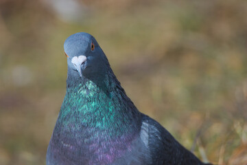 Feral pigeon