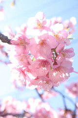 桜 サクラ さくら 満開 春 ピンク 美しい 花見 淡い かわいい 新生活 入学 卒業 