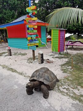 Riesenschildkr&ouml;te / Landschildkr&ouml;te auf den Seychellen mit buntem Wegweiser
