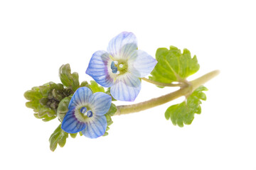 Fototapeta premium little blue flowers isolated