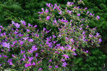 Beautiful azalea bush with purple flowers in the garden.