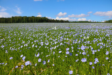 Fototapeta na wymiar Blue flowering flax field on a sunny summer day.