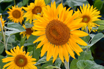 Blume, Sonnenblume, Feld, Sonnenblumenfeld, Blüte, Blütezeit, Sommer, Kern, Kerne, Samen,...