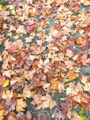 Falling dry leaves in autumn.