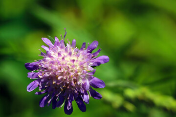 Close-up on a blooming clover in the meadow.