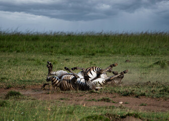 Fototapeta na wymiar Zebra on the ground