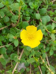 Linda Flor