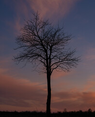 Fototapeta na wymiar Baum am Abend 