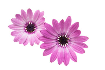 Fototapeta premium Osteosperumum Flower Daisy Isolated