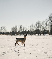 A young roe deer jumps on a frozen lake looks at the camera against the background of the forest
