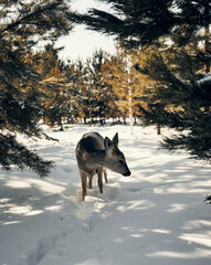 Young roe deer close-up, walking in the winter forest