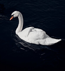 White swan swims on black lake