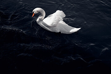 White swan on black lake