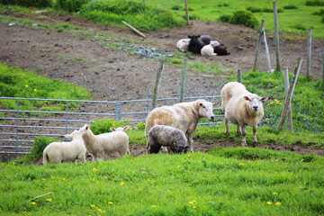 Fototapeta premium Norway farm sheep lambs