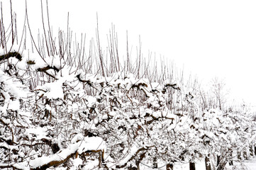 apple orchard covered with snow in middle of march   