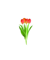 Tulip set isolated. vector illustration