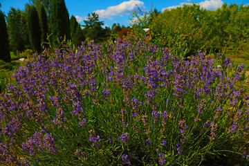 Obraz premium Blooming fragrant lavender on a sunny summer day.