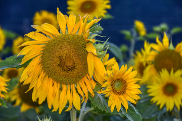 Blume, Sonnenblume, Feld, Sonnenblumenfeld, Blüte, Blütezeit, Sommer, Kern, Kerne, Samen,...