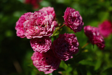 Blooming roses in the garden in spring.