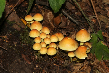 Pilz Rauchblättriger Schwefelkopf, Hypholoma capnoides