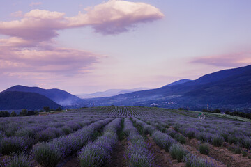Fototapeta na wymiar The plantation where wonderful lavender is grown