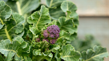 Purple sprouting broccoli growing in kitchen garden allotment