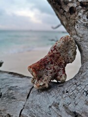 Koralle auf den Seychellen