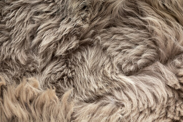 Close up of a gray sheepskin rug, carpet fur as background