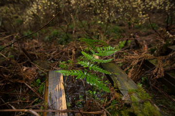 森の中で光る、雨に濡れた植物