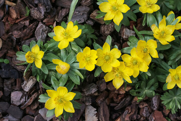 Gelbe Blüten des Winterlings, Eranthis hyemalis