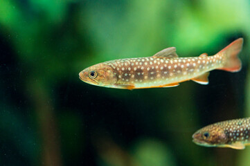 Fototapeta premium swimming landlocked masu trout fish, Yamame in the water