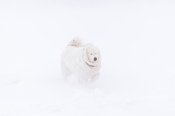 dog in a snowstorm