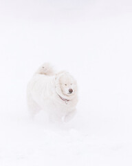 dog in a snowstorm