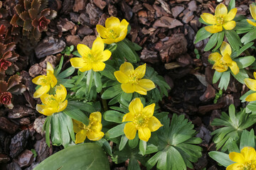 Gelbe Blüten des Winterlings, Eranthis hyemalis